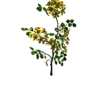Flower  Lignum Vitea4_1